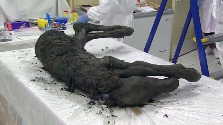 Click to enlarge ancient horse frozen siberia