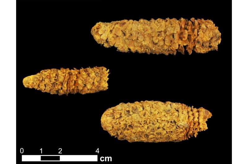ancient corn dna honduras