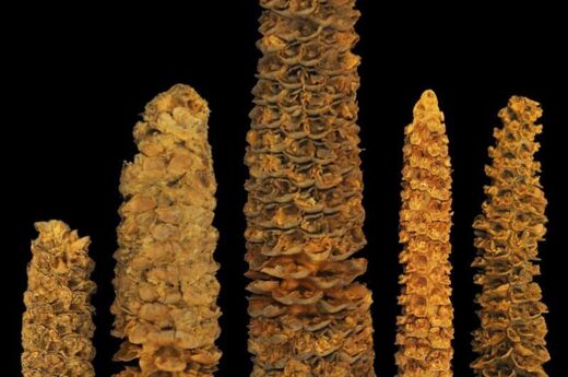 Click to enlarge ancient corn cobs dna honduras