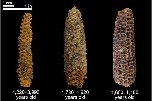 Click to enlarge ancient corn dna honduras