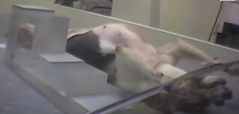 Click to enlarge fauci beagles dog experiments cruel