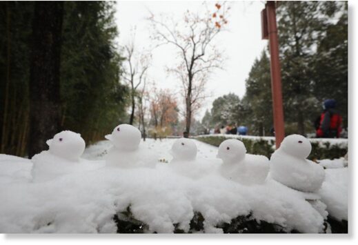 Snow ducks in a Beijing street on Sunday morning.