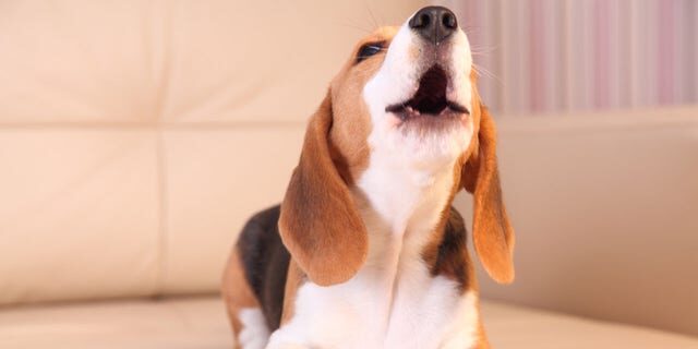Click to enlarge Beagle