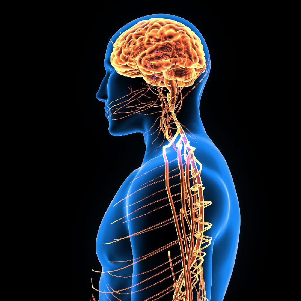 Click to enlarge 3d brain illustration