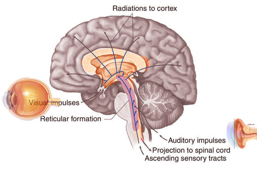 Click to enlarge Reticular activating system