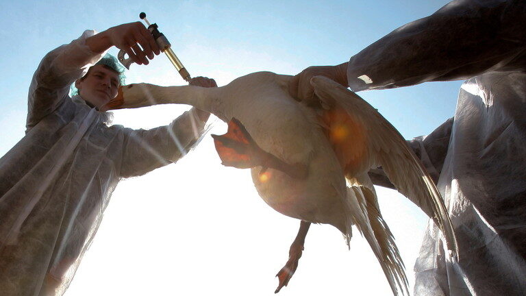 Click to enlarge bird flu
