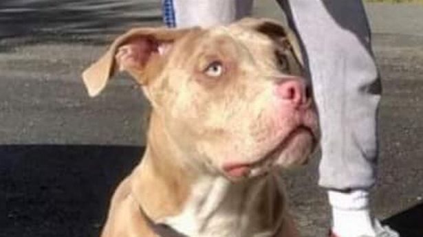 Click to enlarge Caerphilly dog attack: Eight stone pitbull 'that killed 10-year-old boy' pictured