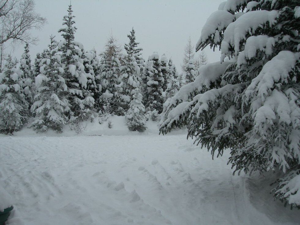 Click to enlarge Snow accumulates in the Rabbit Creek area on Thursday, Nov. 11, 2021 in Anchorage, Alaska. The city experienced a record snowfall event on Thursday.