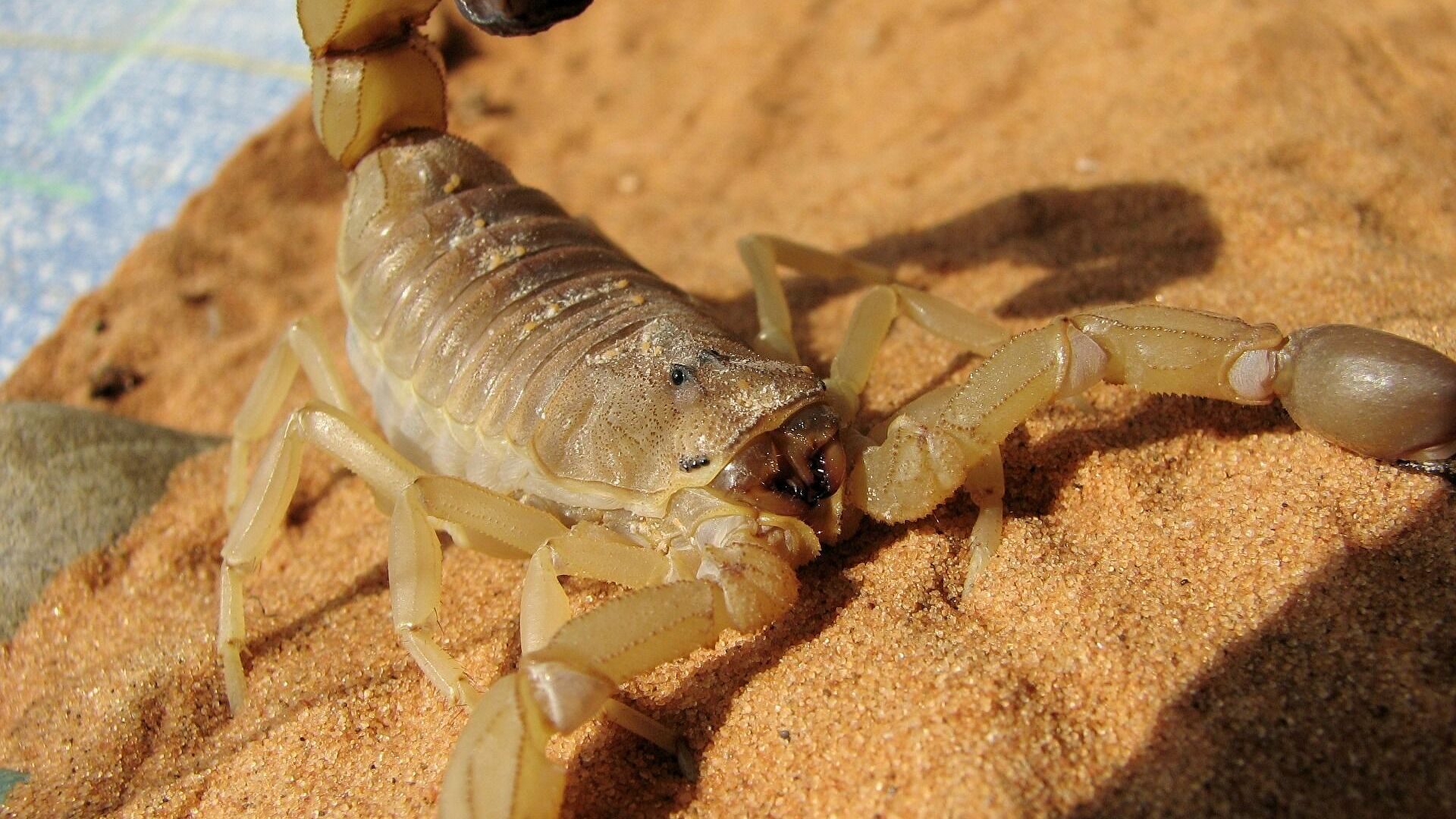 Click to enlarge Scorpion