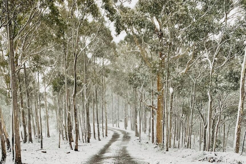 Click to enlarge Neika in the foothills of kunanyi/Mount Wellington was blanketed in snow.