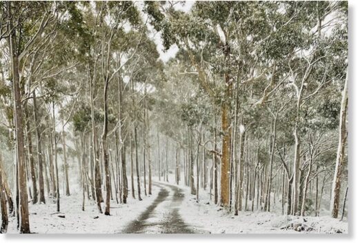 Neika in the foothills of kunanyi/Mount Wellington was blanketed in snow.