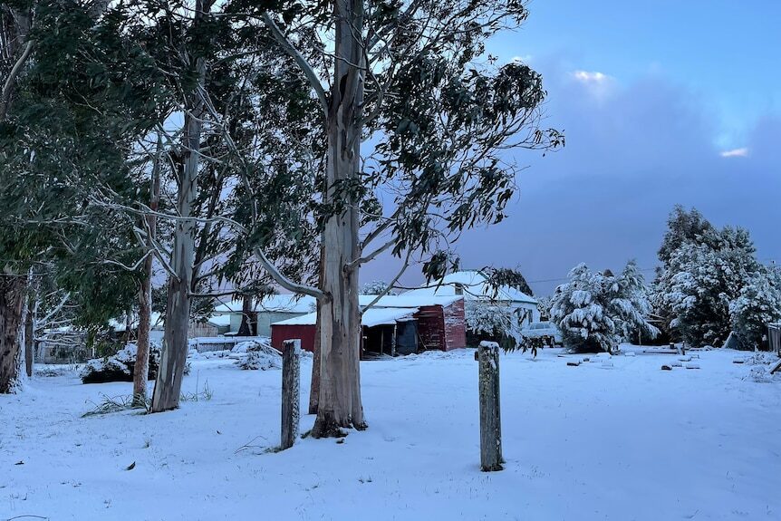 Click to enlarge Waratah was one of the areas of Tasmania to receive a late spring snowfall.