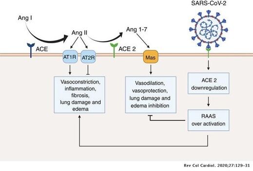 Click to enlarge Spike protein ACE2