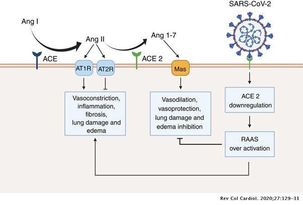Click to enlarge Spike protein ACE2
