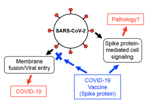 Click to enlarge Spike protein pathology
