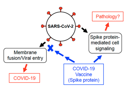 Spike protein pathology