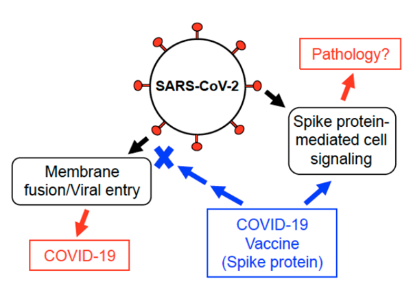 Click to enlarge Spike protein pathology