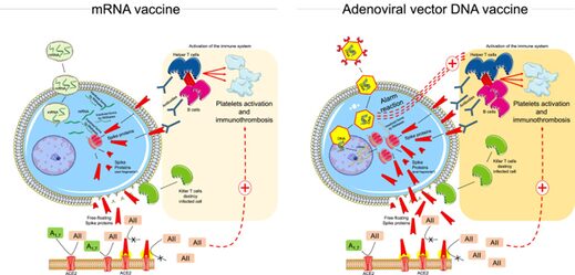 Click to enlarge MRNA vaccine