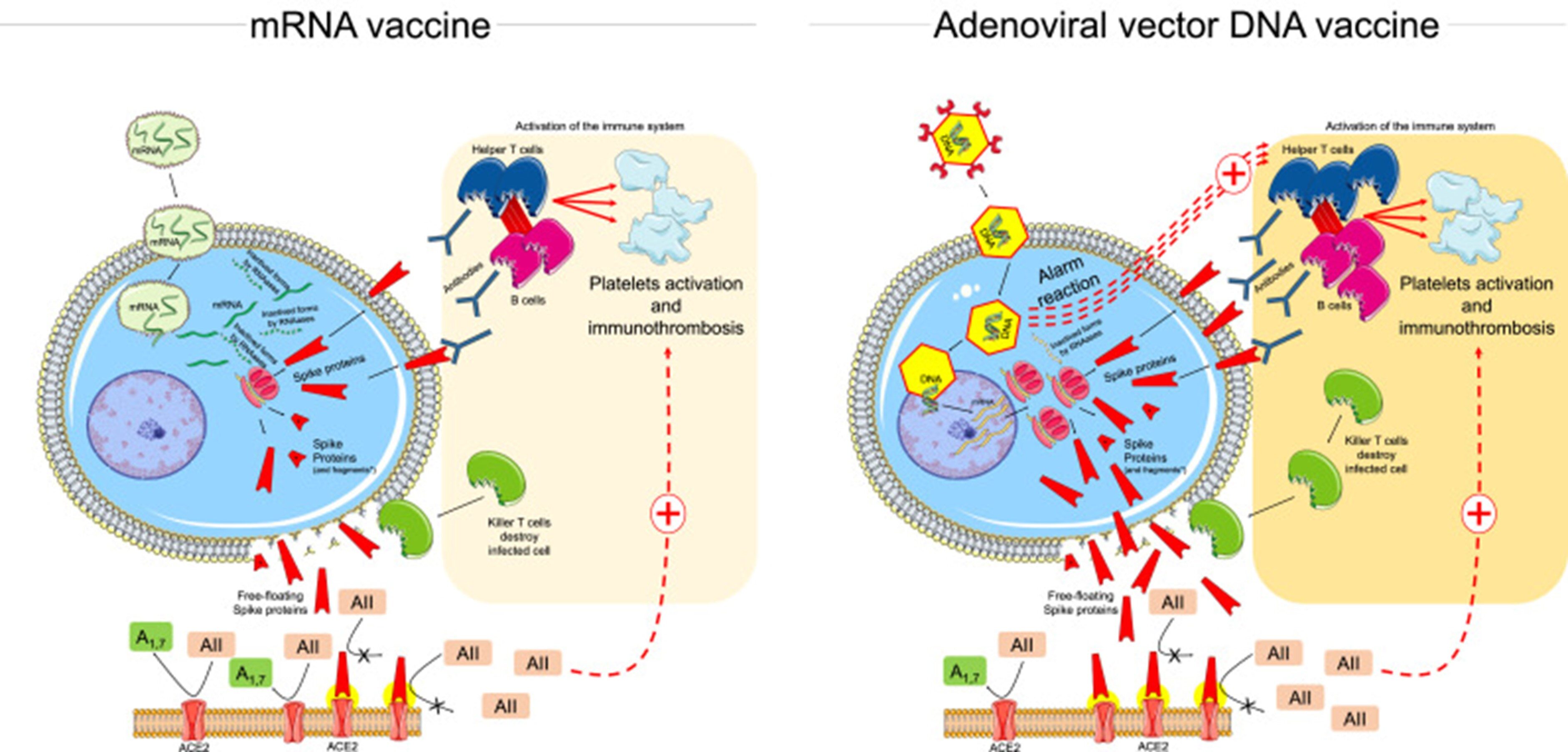 Click to enlarge MRNA vaccine