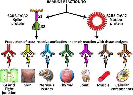 Click to enlarge Immune reactivity covid