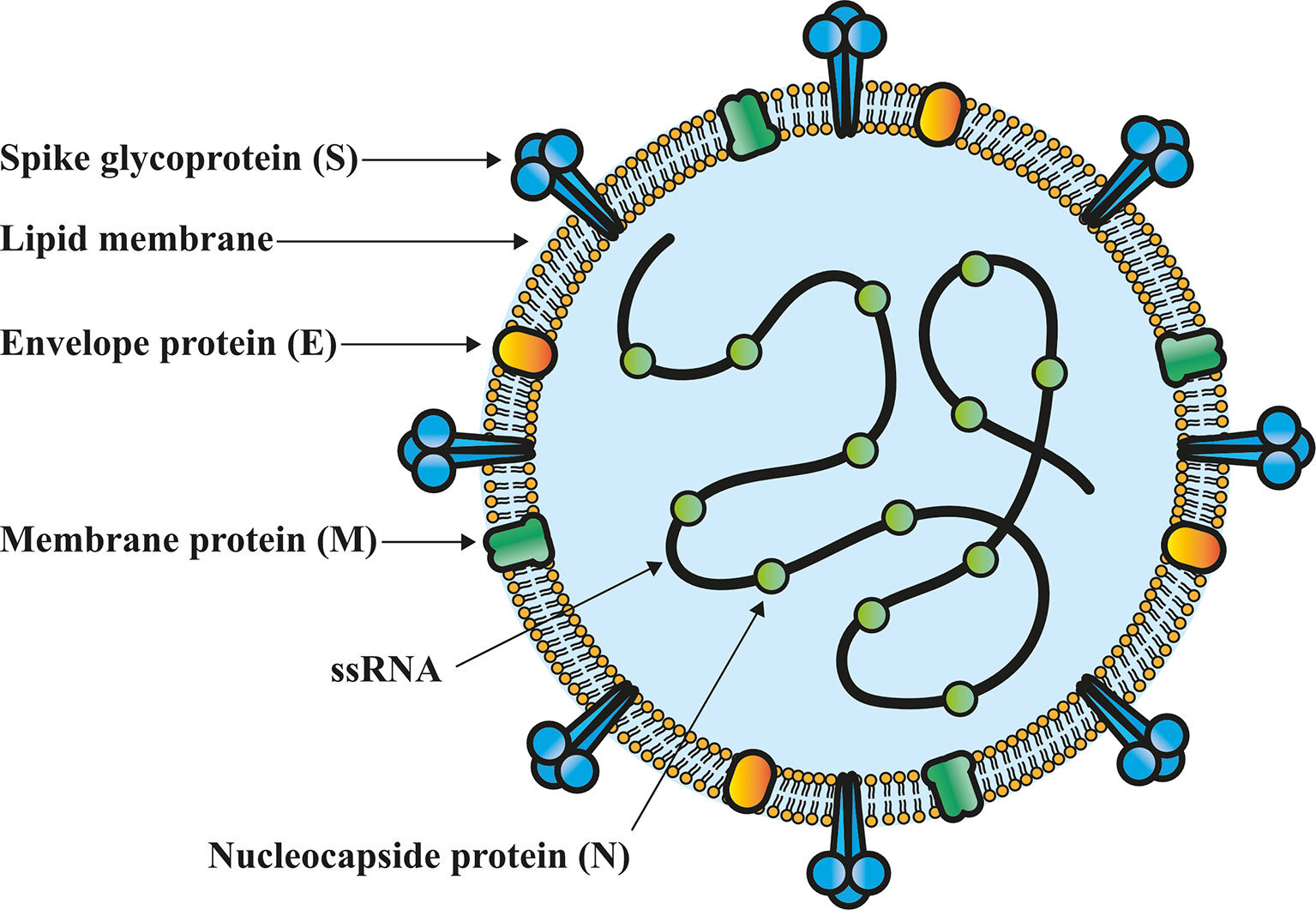 Click to enlarge Spike protein