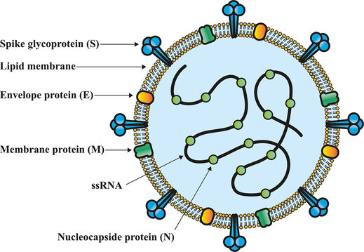 Click to enlarge Spike protein