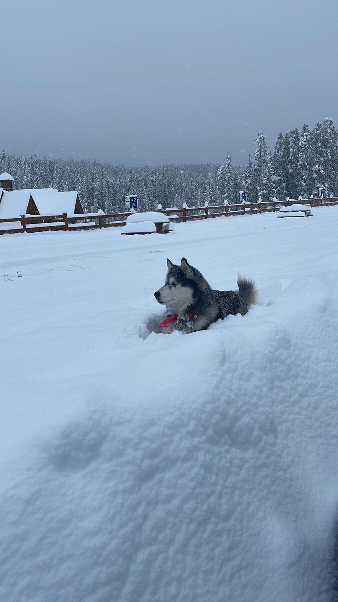 Click to enlarge Husky chilling at Lake Louise