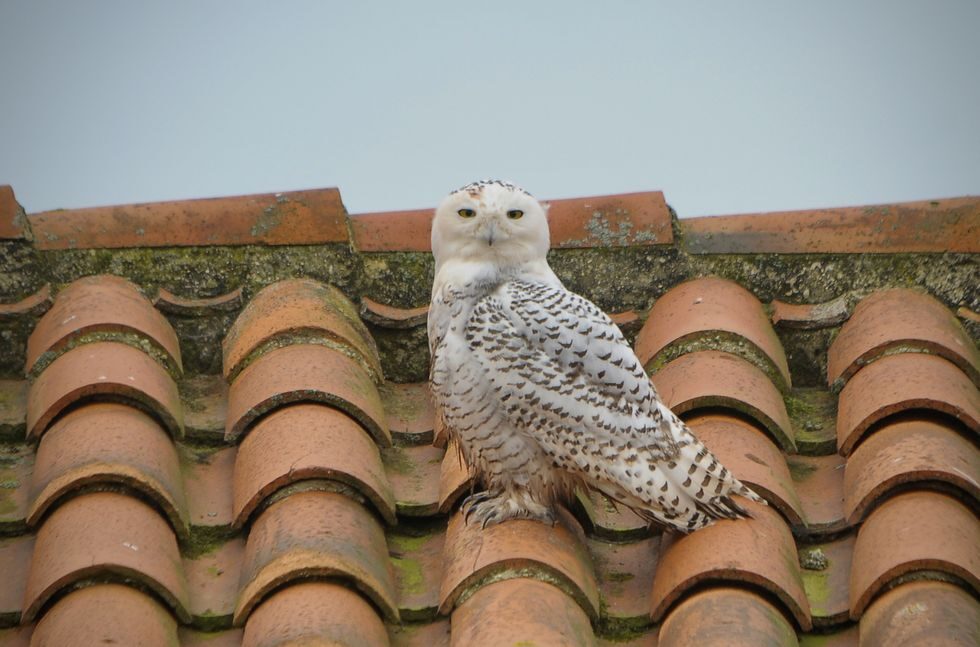 Arctic owl that has arrived in Asturias, on November 14 in Gozón.