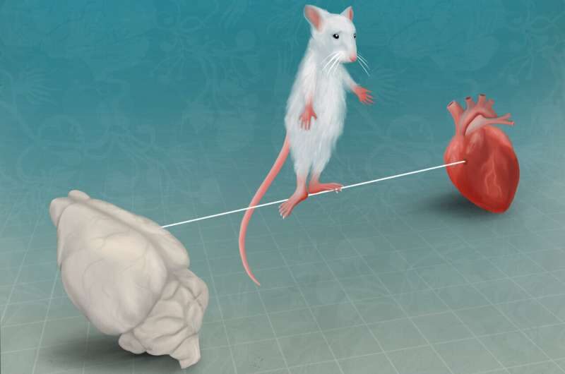 insular cortex heart fear