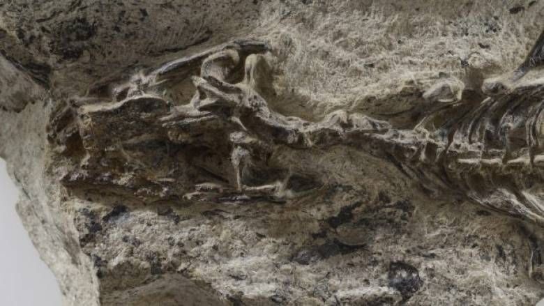 lizard fossil