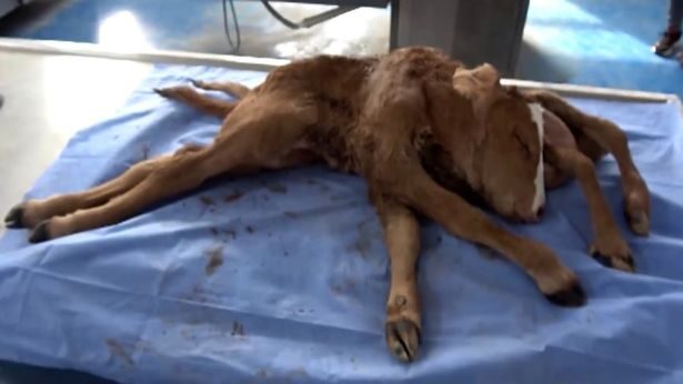 The calf which was born dead by caesarean section