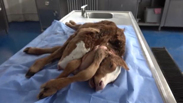The mutant calf had two heads, six feet, two tails and a double spine