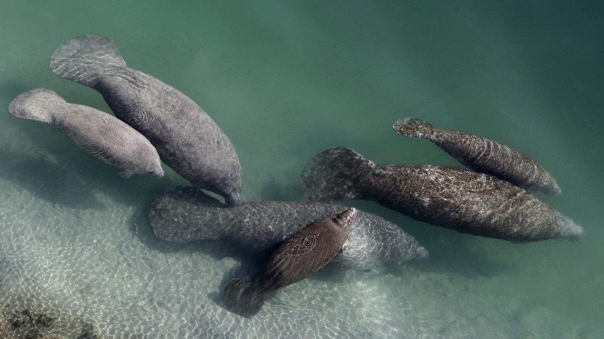 Click to enlarge In this Dec. 28, 2010 file photo, manatees swim in a canal in Fort Lauderdale, Fla.