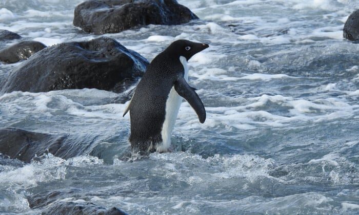 An Adélie penguin – native to Antarctica – has been found 3,000km from home on a New Zealand beach.