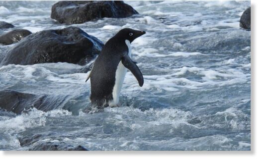 An Adélie penguin – native to Antarctica – has been found 3,000km from home on a New Zealand beach.