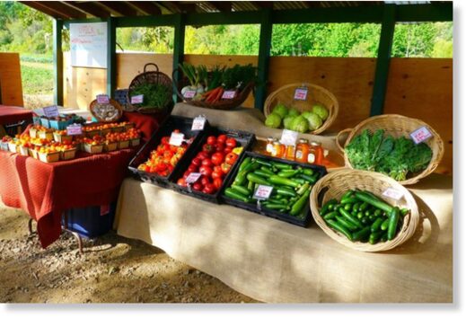 Local Farmers