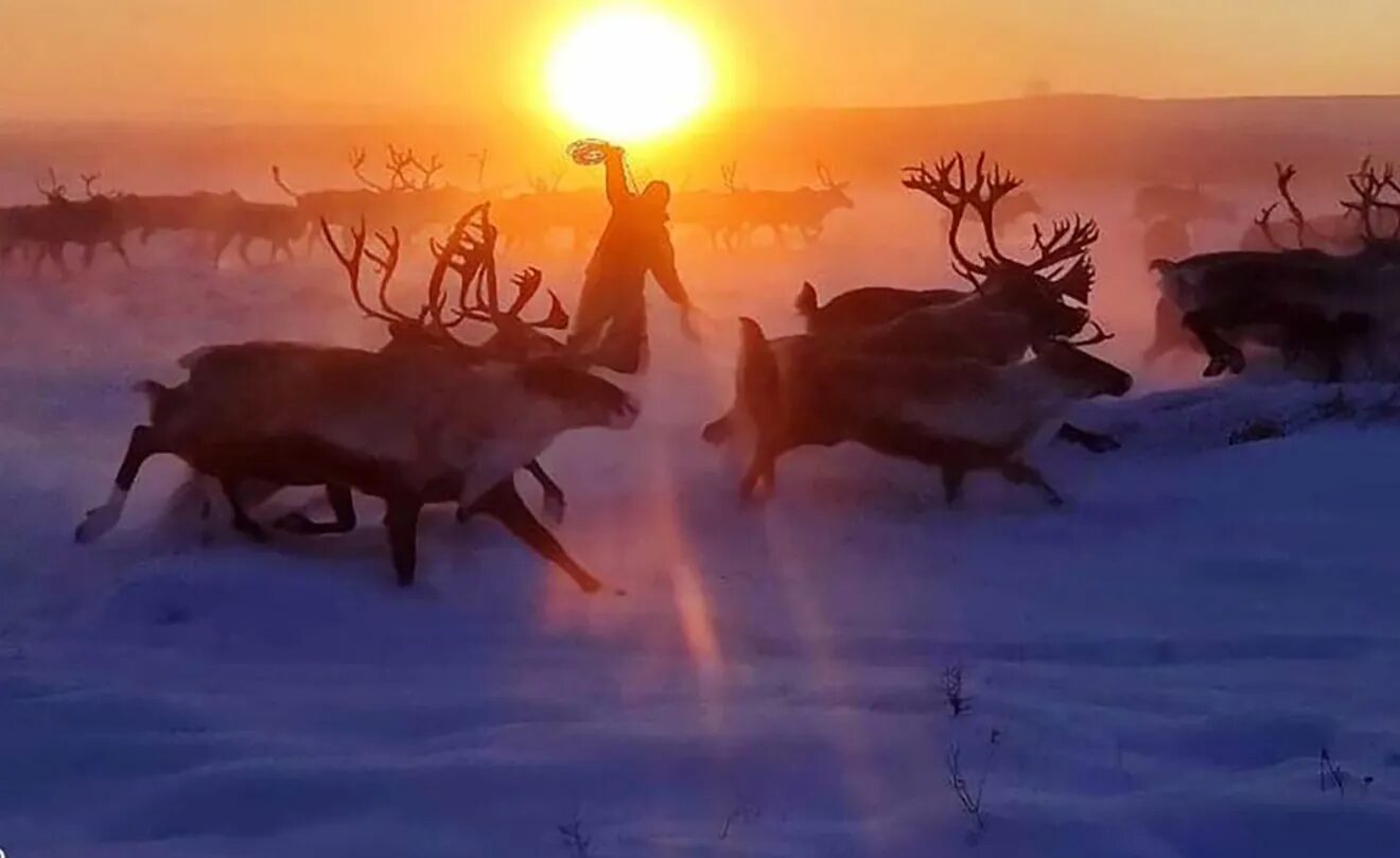 Click to enlarge deer