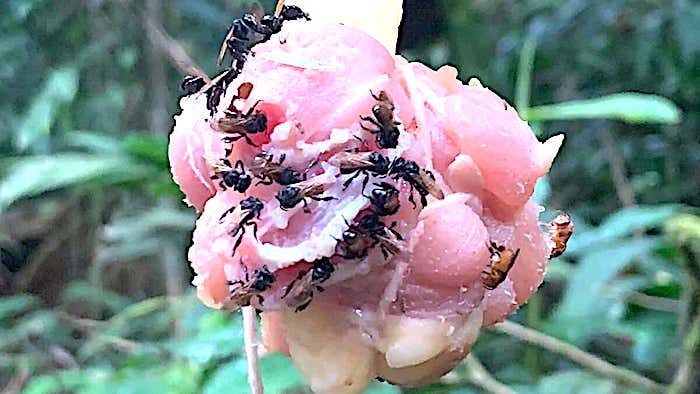 Bees/raw chicken