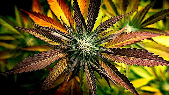 Cannabis