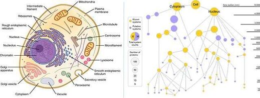 Click to enlarge cell diagram