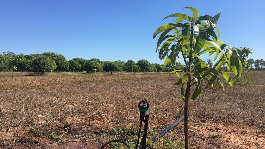 The man had left his home in Timor-Leste to work on a mango farm in Berry Springs.