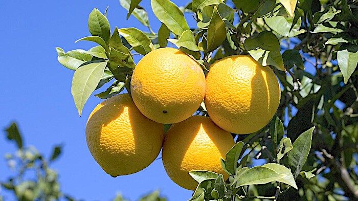 oranges
