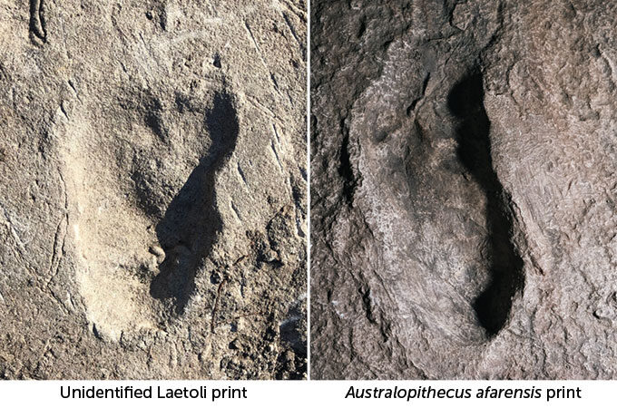 New Hominid Footprint