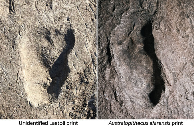 Click to enlarge New Hominid Footprint