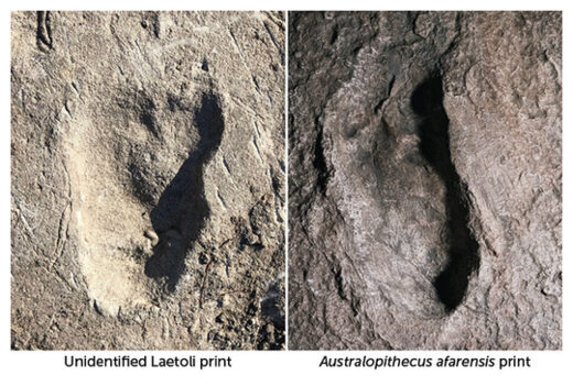 New Hominid Footprint
