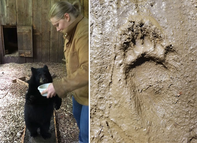 Click to enlarge Black Bear Footprint