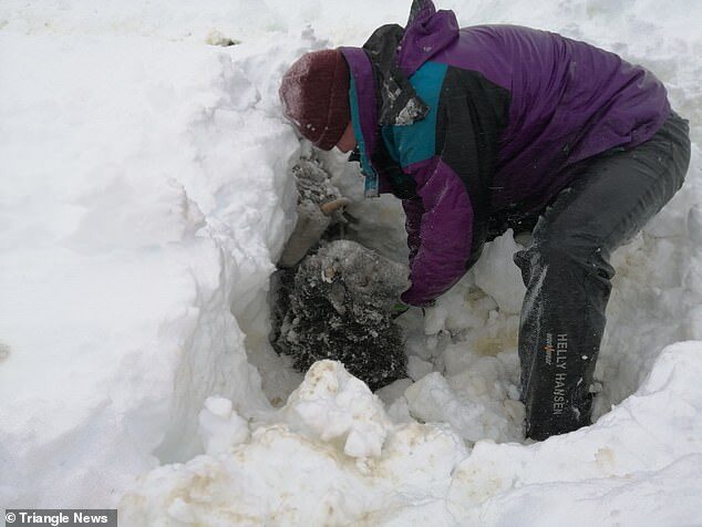 Click to enlarge Farmers Kate and Nev Barker worked for hours to find their missing sheep on Saturday, November 27, after heavy snow hit their Staffordshire farm near to the Peak District