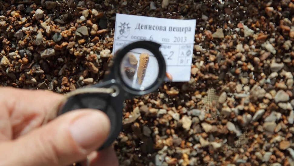 Click to enlarge Denisovan bone siberian cave