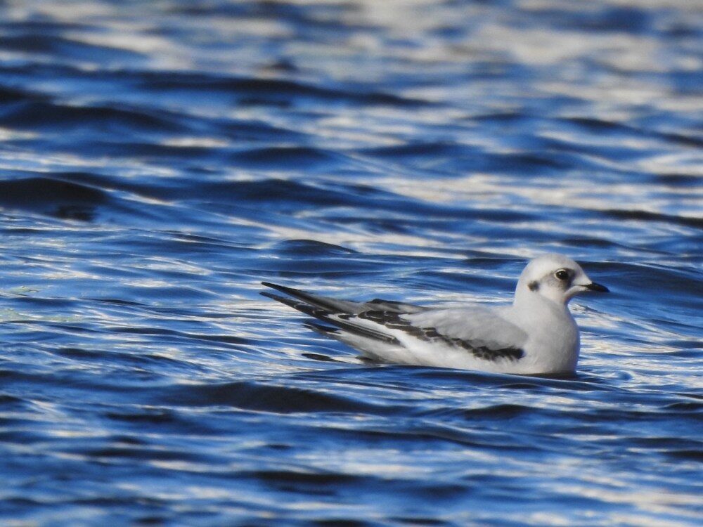 Ross’s Gull at Point Douglas, Nov. 2021