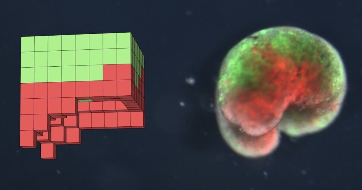 Model of a self-replicating xenobot